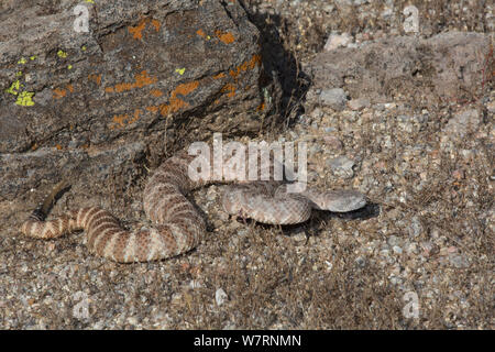 Gefleckte Klapperschlange (Crotalus mitchelli Stephensi) Sonoran Wüste, Mesa, Arizona, USA Stockfoto