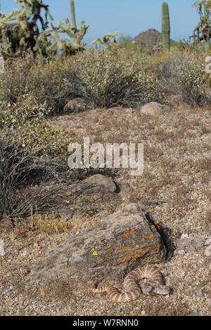 Gefleckte Klapperschlange (Crotalus mitchelli Stephensi) Sonoran Wüste, Mesa, Arizona, USA Stockfoto