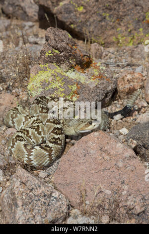 Northern Black-Tailed Klapperschlange (Crotalus molossus molossus) Sonoran Wüste, Mesa, Arizona, USA Stockfoto