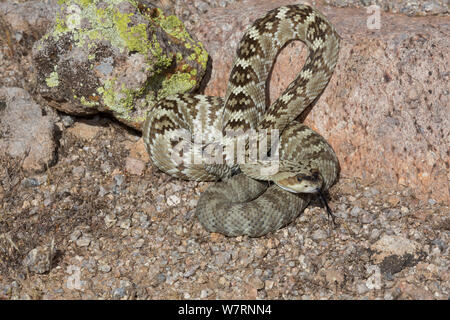 Northern Black-Tailed Klapperschlange (Crotalus molossus molossus) Sonoran Wüste, Mesa, Arizona, USA Stockfoto