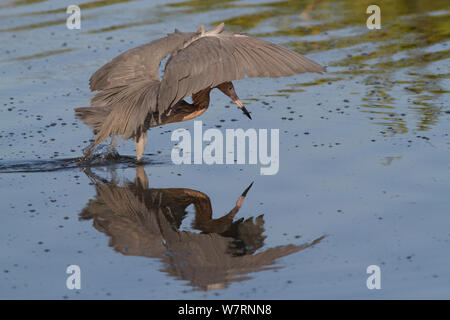 Rötlich Seidenreiher (Egretta rufescens) in charakteristischen Dach während der Jagd kleine Meeresfische, Pinellas County, Florida, USA Stockfoto