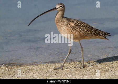 Long-Billed Brachvögel (Numenius americanus) Jagd in Sand für Winkerkrabben während der Überwinterung auf Meeräsche, Tampa Bay, Florida, USA Stockfoto