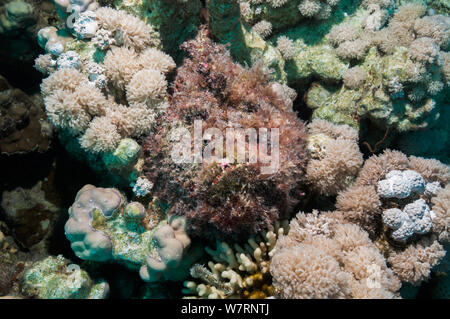 Steinfisch (Synanceia verrucosa) gut getarnt mit Algen bewachsen und liegt in einem Loch zwischen den Korallen. Algen (einschließlich Makroalgen, wie Padina) und sessile wirbellose Tiere wachsen oft an der Oberfläche des Körpers und kann tatsächlich potentielle Beute anlocken. Es ist eines der am meisten giftige Fische, die derzeit in der ganzen Welt bekannt. Ägypten, Rotes Meer. Stockfoto