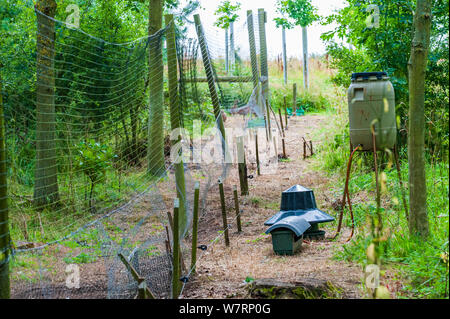 An der Seite eines Wildhüter release Pen auf einem Englischen shooting Immobilien Suchen Stockfoto