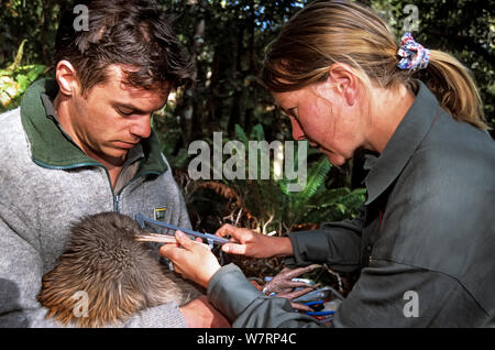 Haast Tokoeka oder südlichen Braun Kiwi (Apterix australis) mit Phil Tisch und Rainfarn Bliss, Abteilung der Erhaltung Kiwi Recovery Team unter Bill Messung, Haast Kiwi Heiligtum, Westland, Neuseeland. Stockfoto