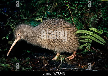 Okarito Braun Kiwi (Apteryx rowi) männlich als cooter' sein Territorium, von der Bevölkerung von 200 Patrouillen bekannt. Okarito Wald, Westland, South Island, Neuseeland. Stockfoto
