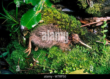 Okarito Braun Kiwi (Apteryx rowi) Küken getötet durch stoat - eine eingeführte Predator. Okarito Wald, Westland National Park, South Island, Neuseeland. Stockfoto