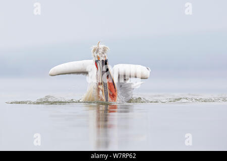 Krauskopfpelikan (Pelecanus crispus) Angeln, See Kerkini, Griechenland. Februar Stockfoto