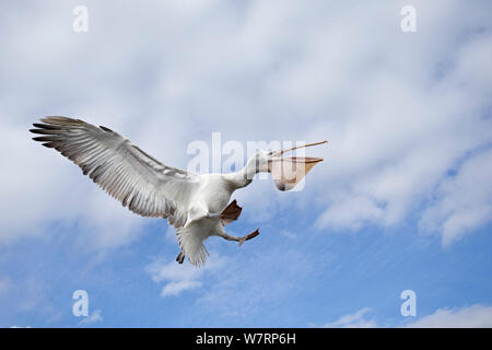 Krauskopfpelikan (Pelecanus crispus) im Flug mit einem Fisch in thoat Tasche, See Kerkini, Griechenland. Februar Stockfoto