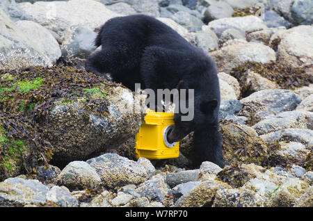 Vancouver Island Schwarzbären (Ursus Americanus Vancouveri) Untersuchung von remote-Kamera, Vancouver Island, British Columbia, Canada, August. Stockfoto