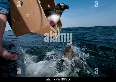 Afrikanische Pinguin (Spheniscus Demersus) nach der Sanierung im südlichen Afrika-Stiftung für die Erhaltung der Küsten Vögel (SANCCOB) freigesetzt. Ort der Freisetzung in der Nähe von Robben Island in der Tafelbucht. Cape Town, Südafrika. August 2011 Stockfoto