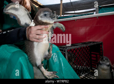 Afrikanische Pinguin (Spheniscus demersus) Küken nach der Fütterung, während der Rehabilitation an der Südafrikanischen Stiftung für die Erhaltung der Küstenvögel (SANCCOB) Cape Town, Südafrika. Dezember 2010 Stockfoto