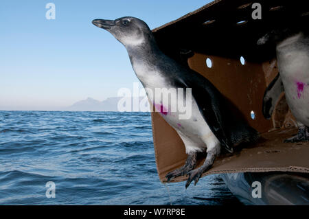 Afrikanische Pinguine (Spheniscus demersus) veröffentlichte nach der Rehabilitation an der Südafrikanischen Stiftung für die Erhaltung der Küstenvögel (SANCCOB) in der Nähe von Robben Island im Table Bay. Kapstadt, Südafrika, Juli 2011 Stockfoto