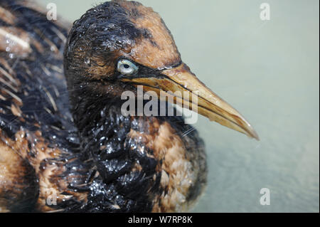 Kaptölpel (Morus capensis) in Öl schwimmen im SANCCOB Pool abgedeckt, während der Rehabilitation an der Südafrikanischen Stiftung für die Erhaltung der Küstenvögel (SANCCOB) Südafrika, November 2011 Stockfoto