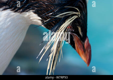 Südliche Rockhopper penguin (Eudyptes chrysocome), der Südafrikanischen Stiftung für die Erhaltung der Küstenvögel (SANCCOB), Kapstadt, Südafrika. Rocky ist zahm und ist für pädagogische Zwecke von SANCCOB verwendet. Stockfoto