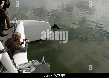 Großer Tümmler (Tursiops truncatus) nähert sich einem Katamaran, mit Frau Foto nehmen auf Ihr Telefon, Sado, Portugal Stockfoto