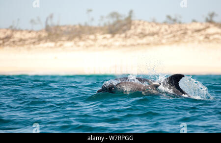 Großer Tümmler (Tursiops truncatus) Mutter und Baby dolphin Spielen an der Oberfläche, Sado, Portugal Stockfoto