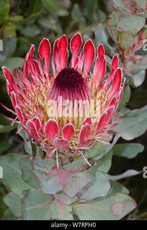 Breitblättrige sugarbush (Protea eximia), Swartberge, Western Cape, Südafrika. Stockfoto