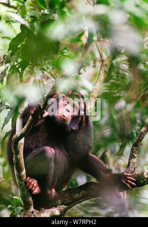 Junge wilde Schimpansen (Pan troglodytes schweinfurthii) Tongo, Virunga National Park, Kivu, Demokratische Republik Kongo Stockfoto