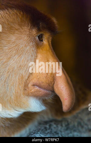 Profil Portrait von proboscis Affen (Nasalis larvatus) Sabah, Malaysia, Borneo. Stockfoto