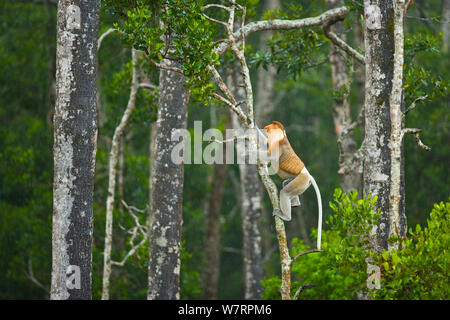 Nasenaffen (Nasalis larvatus) Klettern eine Mangrove Tree im Regen, Sabah, Malaysia, Borneo. Stockfoto