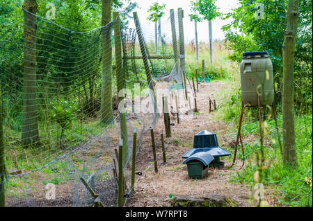 An der Seite eines Wildhüter release Pen auf einem Englischen shooting Immobilien Suchen Stockfoto