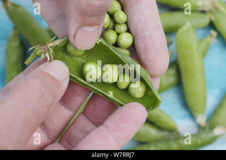 Pisum sativum. Podding frisch gepflückte Erbsen im Sommer. Großbritannien Stockfoto