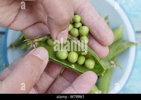 Pisum sativum. Podding frisch gepflückte Erbsen im Sommer. Großbritannien Stockfoto