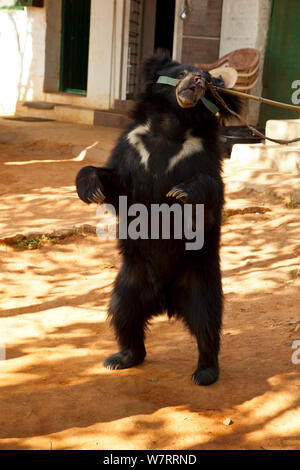 Captive Faultiere (Melursus ursinus) an der Wildlife SOS Rehabilitationszentrum, Bannerghatta National Park, Karnataka, Indien, 2009. Stockfoto