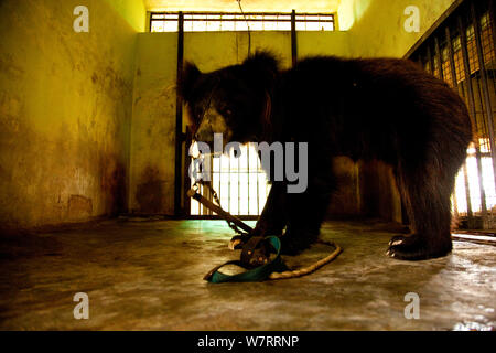 Captive Faultiere (Melursus ursinus) an der Wildlife SOS Rehabilitationszentrum, Bannerghatta National Park, Karnataka, Indien, 2009. Stockfoto