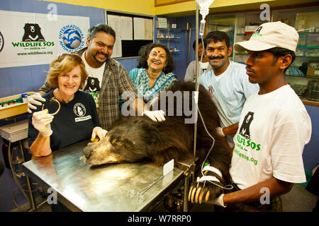 Gruppe von Tierärzten um ein Tranquilized Faultiere (Melursus ursinus) an der Wildlife SOS Rehabilitationszentrum, Bannerghatta National Park, Karnataka, Indien, 2009. Stockfoto