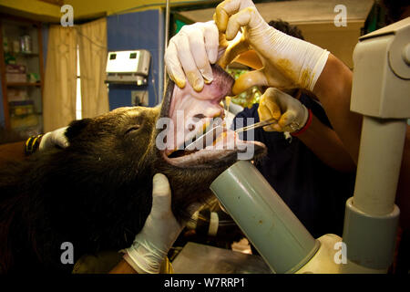 Gruppe von Tierärzten untersuchen die Zähne eines tranquilized Faultiere (Melursus ursinus) an der Wildlife SOS Rehabilitationszentrum, Bannerghatta National Park, Karnataka, Indien, 2009. Stockfoto