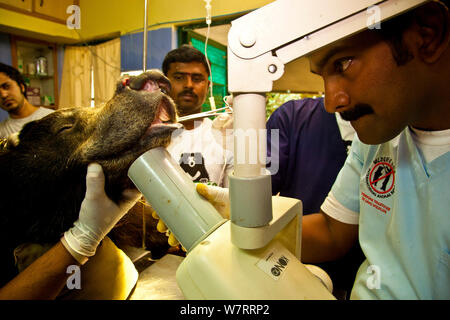 Gruppe der Tierärzte Röntgen der Kiefer eines tranquilized Faultiere (Melursus ursinus) an der Wildlife SOS Rehabilitationszentrum, Bannerghatta National Park, Karnataka, Indien, 2009. Stockfoto