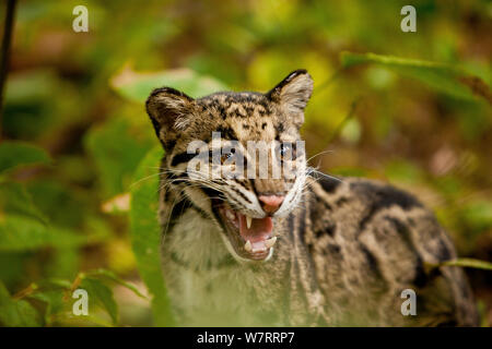 Nebelparder (neofelis Nebulosa), Captive, Teil einer Rehabilitation Project, Manas Nationalpark, Kokrajhar, Assam, Indien. Stockfoto