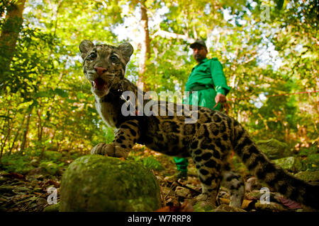 Captive Nebelparder (neofelis Nebulosa) mit Halter, Teil einer Rehabilitation Project, Manas Nationalpark, Kokrajhar, Assam, Indien. Stockfoto
