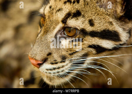 Nebelparder (neofelis Nebulosa), Captive, Teil einer Rehabilitation Project, Manas Nationalpark, Kokrajhar, Assam, Indien. Stockfoto