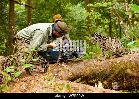Kameramann Sandesh Kadur Dreharbeiten captive getrübt Leoparden (neofelis Nebulosa) für National Geographic, Teil einer Rehabilitation Project, Manas Nationalpark, Kokrajhar, Assam, Indien, September 2009. Stockfoto