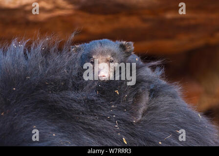 Baby Faultiere (Melursus ursinus) auf die Eltern zurück, Daroji Faultiere Heiligtum, Karnatka, Indien. Stockfoto