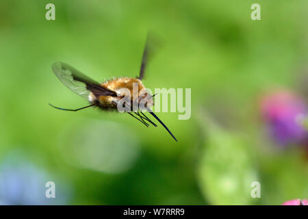 Gemeinsame biene Fliege (Bombylius major) im Flug, Hertfordshire, England, UK, März. Stockfoto