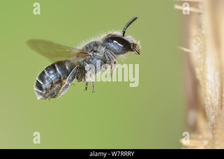 Weibliche Blue mason Bee (Osmia Caerulescens) fliegen in ein Insekt, in einem Garten, Hertfordshire, England, UK, Juni. Stockfoto