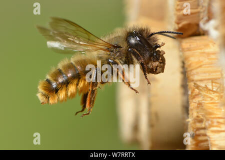 Buchse, Rot mason Bee (Osmia bicornis) Durchführung Schlamm nest Zelle in ein Insekt, Hertfordshire, England, UK, kann die Dichtung. Stockfoto