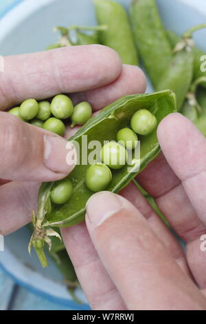 Pisum sativum. Podding frisch gepflückte Erbsen im Sommer. Großbritannien Stockfoto