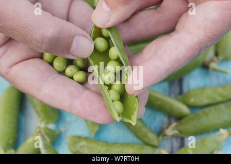 Pisum sativum "Stadtrat". Schälen frisch gepflückte Stadtrat garten Erbsen im Sommer. Großbritannien Stockfoto