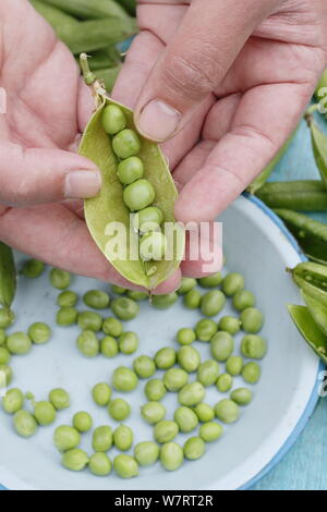 Pisum sativum 'Vorwärts'. Schälen frisch gepflückte maincrop Erbsen im Juli. Großbritannien Stockfoto