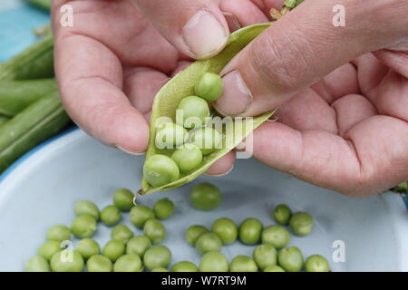 Pisum sativum 'Vorwärts'. Schälen frisch gepflückte maincrop Erbsen im Juli. Großbritannien Stockfoto