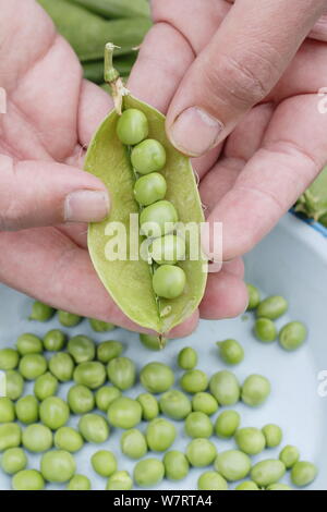 Pisum sativum 'Vorwärts'. Schälen frisch gepflückte maincrop Erbsen im Juli. Großbritannien Stockfoto