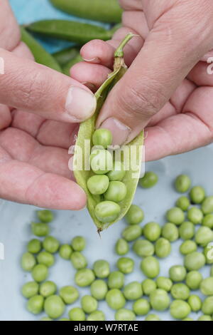 Pisum sativum 'Vorwärts'. Schälen frisch gepflückte maincrop Erbsen im Juli. Großbritannien Stockfoto