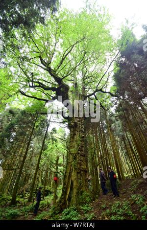 Chinesische Mitarbeiter schauen Sie sich die männlichen Gingko Baum an einem Wald Bauernhof in Chenzhou Stadt, die Zentrale China Provinz Hunan, 5. Mai 2017. Zwei gingko Bäume, ein Stockfoto