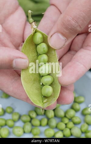 Pisum sativum 'Vorwärts'. Schälen frisch gepflückte maincrop Erbsen im Juli. Großbritannien Stockfoto