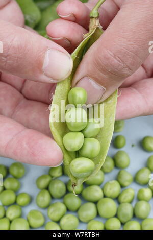 Pisum sativum 'Vorwärts'. Schälen frisch gepflückte maincrop Erbsen im Juli. Großbritannien Stockfoto